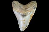 Fossil Megalodon Tooth - North Carolina #86955-1